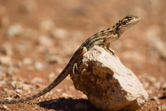 Ctenophorus maculatus