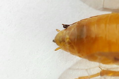 Euura bipartita