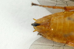 Euura bipartita