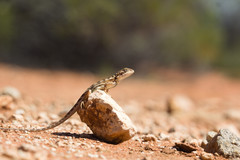 Ctenophorus maculatus