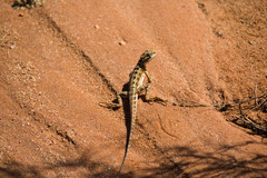 Ctenophorus maculatus