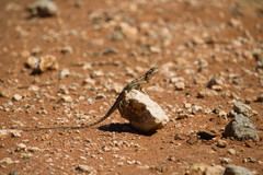 Ctenophorus maculatus