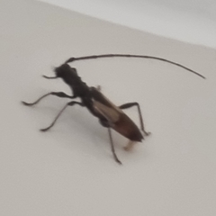 Gnomibidion fulvipes
