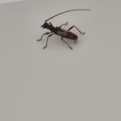 Gnomibidion fulvipes