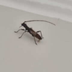 Gnomibidion fulvipes