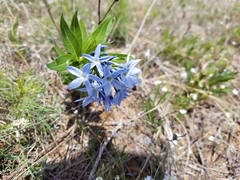Amsonia