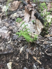 Dennstaedtia punctilobula
