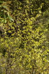 Ochna holstii