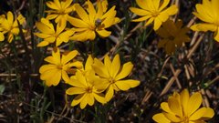 Pentachaeta aurea aurea