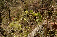Dioscorea dregeana