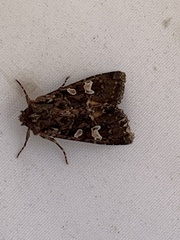 Mniotype albostigmata