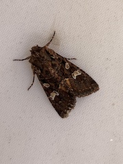 Mniotype albostigmata