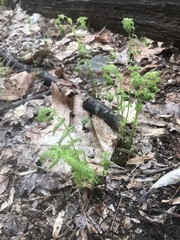 Dennstaedtia punctilobula