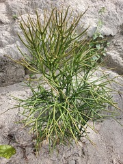 Euphorbia tirucalli