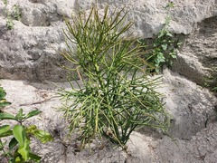 Euphorbia tirucalli