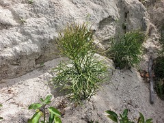 Euphorbia tirucalli