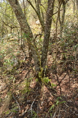 Dioscorea dregeana