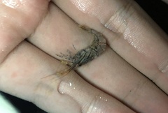 Palaemon pacificus