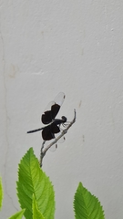 Neurothemis tullia