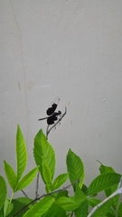 Neurothemis tullia