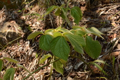 Dioscorea dregeana