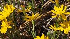 Pentachaeta aurea aurea