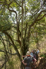 Ficus craterostoma