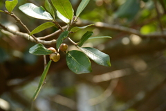 Ficus craterostoma