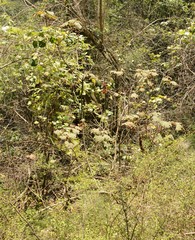 Dombeya pulchra