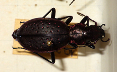 Carabus irregularis