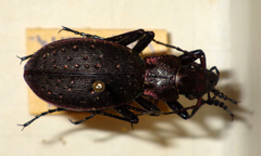 Carabus irregularis