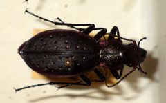 Carabus irregularis