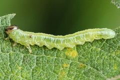 Euura bipartita