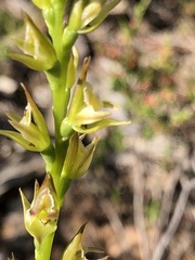 Prasophyllum maccannii