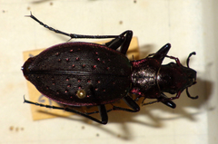 Carabus irregularis