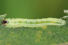 Euura bipartita