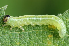 Euura bipartita