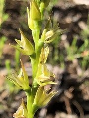 Prasophyllum maccannii