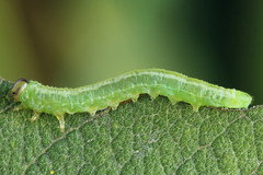 Euura bipartita