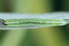 Euura bipartita