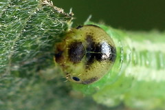 Euura bipartita