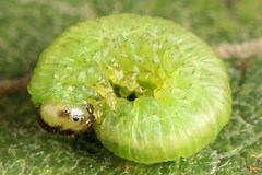 Euura bipartita