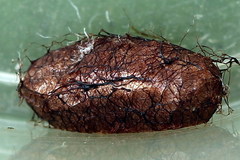 Euura bipartita