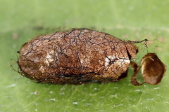 Euura bipartita