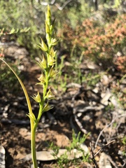 Prasophyllum maccannii