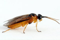 Euura bipartita