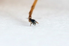 Euura bipartita