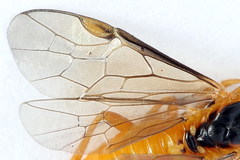 Euura bipartita