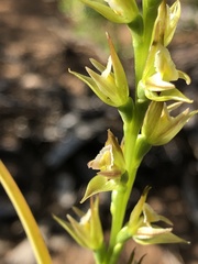 Prasophyllum maccannii