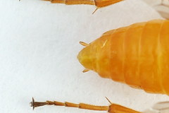 Euura bipartita